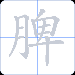 脾 획순